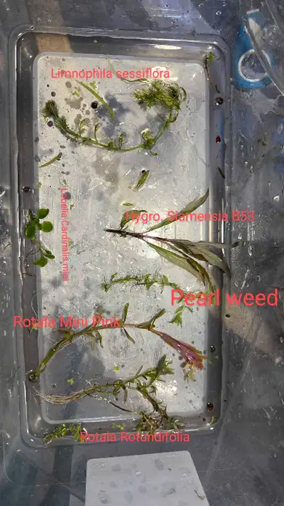 Super Aquarium Plant Bundle - 50$ for over 100 plants!, View more