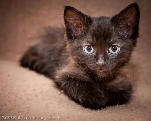 Pet Photography in Animal & Pet Services in Ottawa - Image 7