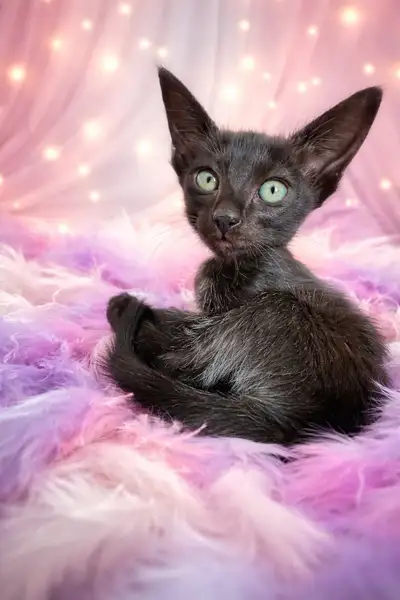 chaton oriental, View more