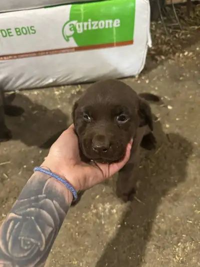 A vendre chiot de race labrador brun., View more