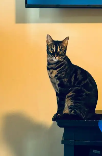 Superbe femelle Bengal quadruple championne TICA, View more