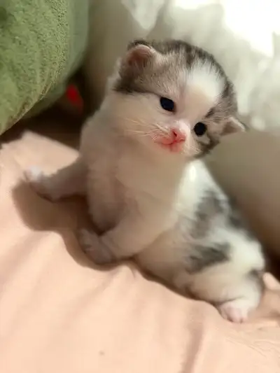 Kittens for sale !!! Ready to go first week of May !, View more