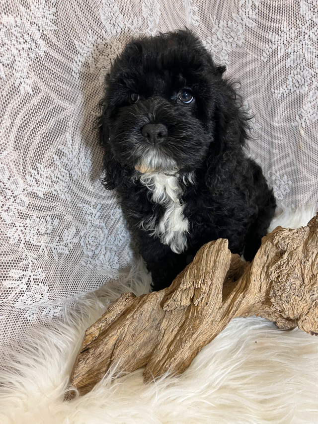 Cockapoo pups in Dogs & Puppies for Rehoming in Winnipeg - Image 2