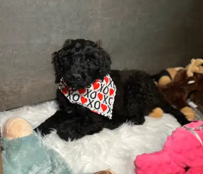 Last Remaining Gorgeous Minature Whoodle Puppy available ( Poodle & Wheaten). This lovable little gi...