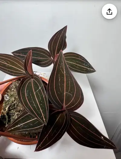 Wanted Jewelled Orchid, Cuttings, View more