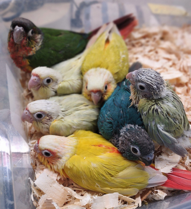 EXOTIC PETS TORONTO 4190 Kingston Rd. | Birds for Rehoming | City of