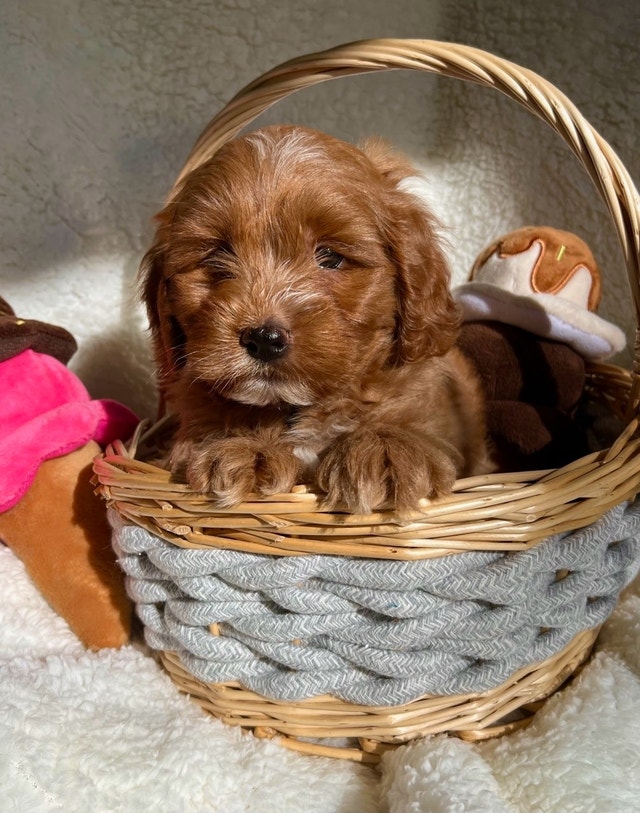 Mini cockapoo puppies Chiens et chiots à adopter Longueuil/Rive Sud