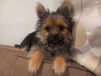 Dog Yorkshire terrier puppy