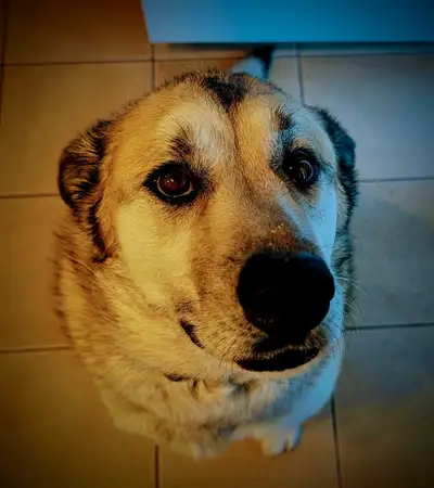 dog for sale, View more