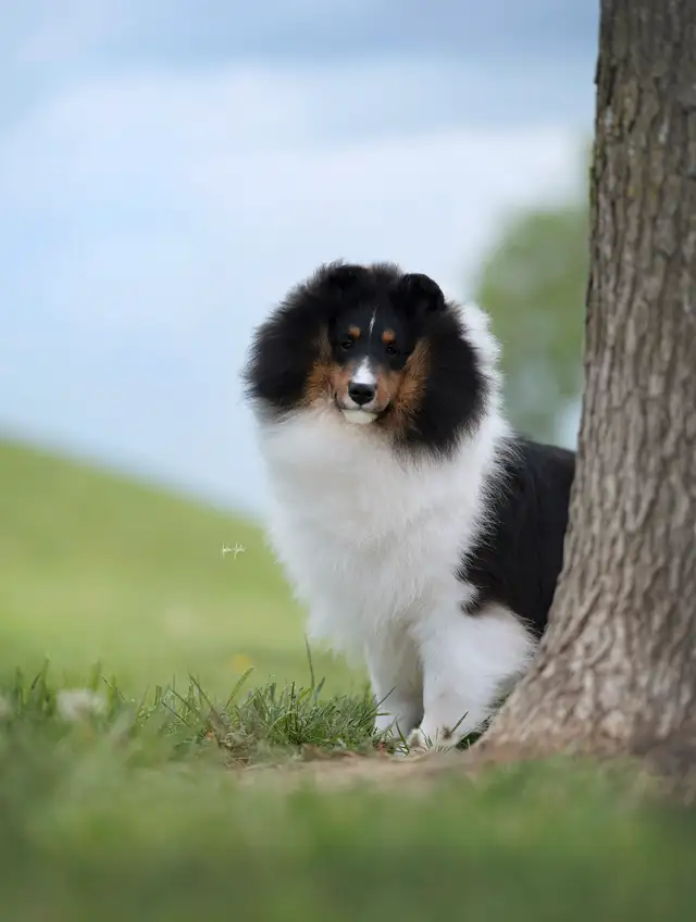 CKC Sheltie (Shetland Sheepdog) in Dogs & Puppies for Rehoming in St. Albert - Image 3