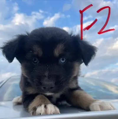 Husky/Australian Sheppard Puppies, View more