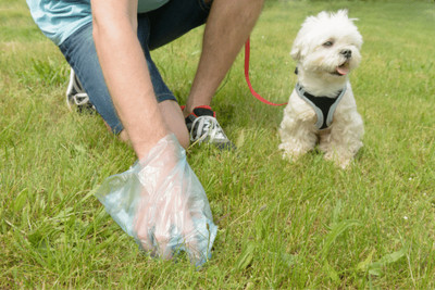 Dog poop and yard clean up(services)