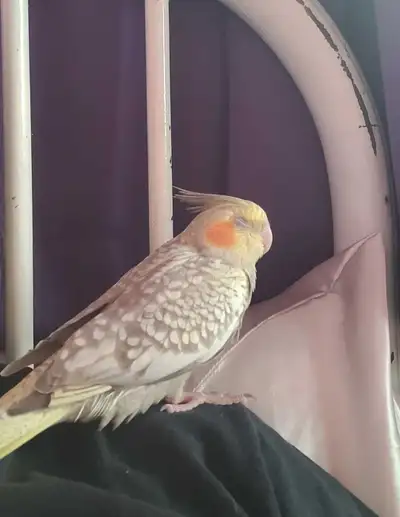 9 month old female cockatiel , View more