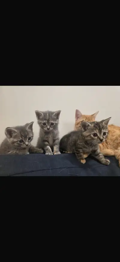 kittenページ kittens orange kitten in Cats & Kittens for Rehoming in Kitchener