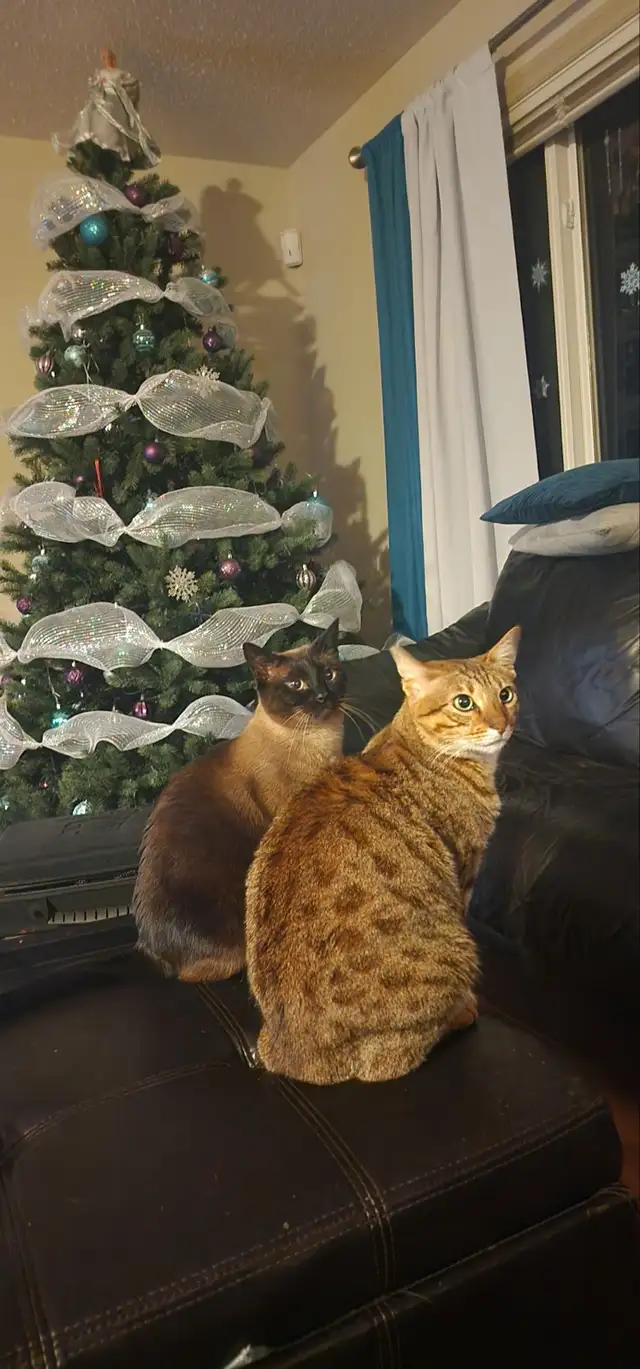 F5 Savannah Cat in Cats & Kittens for Rehoming in Calgary - Image 9