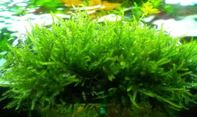 New daughter plants & fresh cuttings! Water Lettuce filters & clarifies tank water. Its leafy cups f...