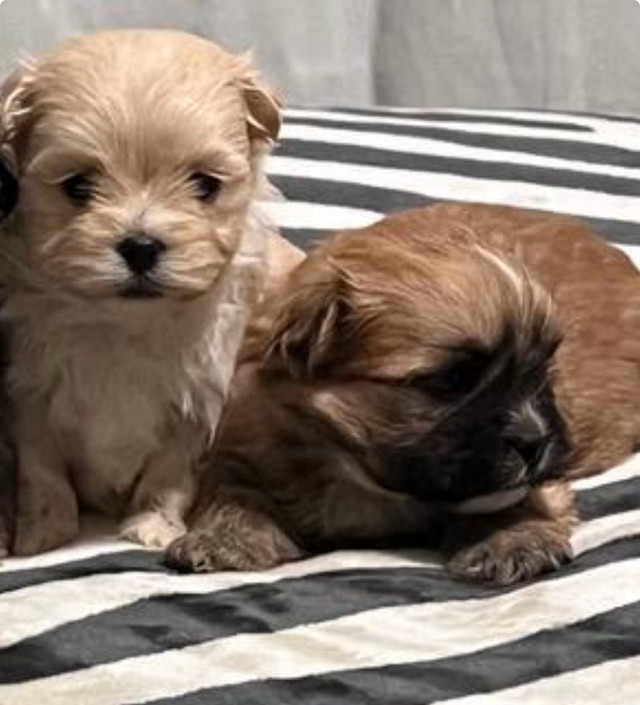 High Quality MALSHI Maltipoo X ShitZu  in Dogs & Puppies for Rehoming in Oakville / Halton Region - Image 2