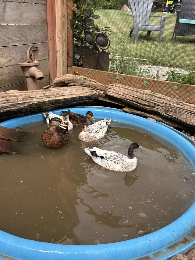 call duck drakes in Livestock in Owen Sound - Image 3