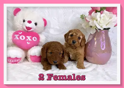 Mini-GoldenDoodle F1b Puppies, View more