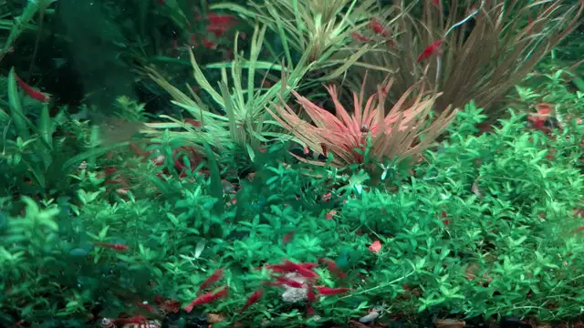 Red Cherry Shrimp (neocaridina) in Fish for Rehoming in Markham / York Region - Image 9