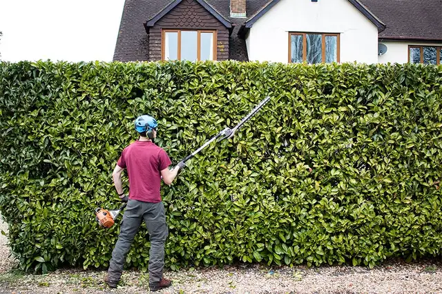 MOWING/HEDGES/GRASS CUT/OVERGROWN YARDS 416417161763234831535489121