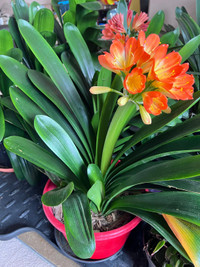 Blooming Clivia / Bush lily $10~100