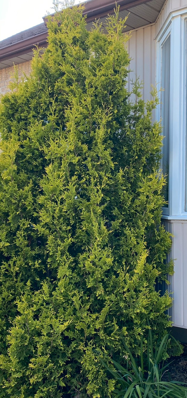 GRAND CEDRE 5' x 10' ARBRE / JARDIN / PAYSAGE dans Plantes, engrais et terreaux  à Laval/Rive Nord - Image 3