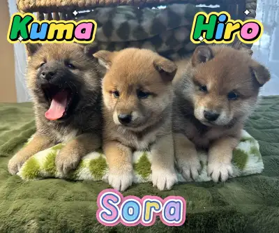 Japanese Shiba Inu puppies, View more