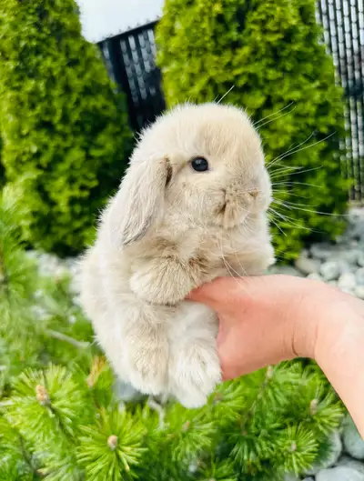 Lapin- bélier hollandais ❤️mâle ❤️nain( pure race), View more