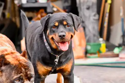 Rottweiler Rehoming in GTA, View more