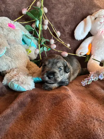 Precious Miniature schnauzers, View more