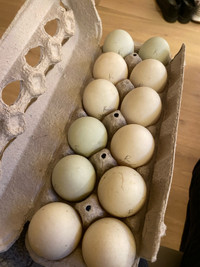 Runner duck hatching eggs