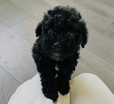 ❤️❤️Black Toy Poodle puppys❤️❤️, View more