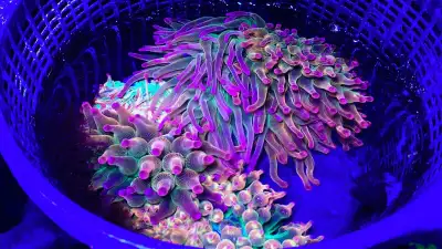 Only 3 available for sale. Saltwater coral frags corals reef