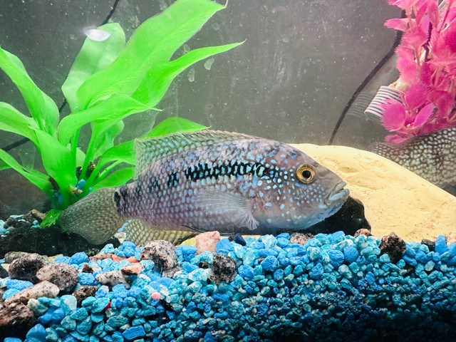 Jack Dempsey  in Fish for Rehoming in St. Catharines - Image 2