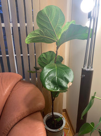 Houseplants: Fiddleleaf fig, Monstera