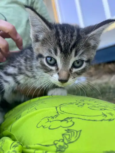Kittens - 3, 8 week old males, View more