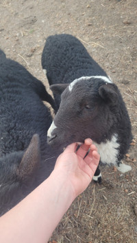 Mixed hair sheep ewe lamb