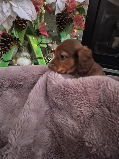 Mini Longhair Dachshunds, View more