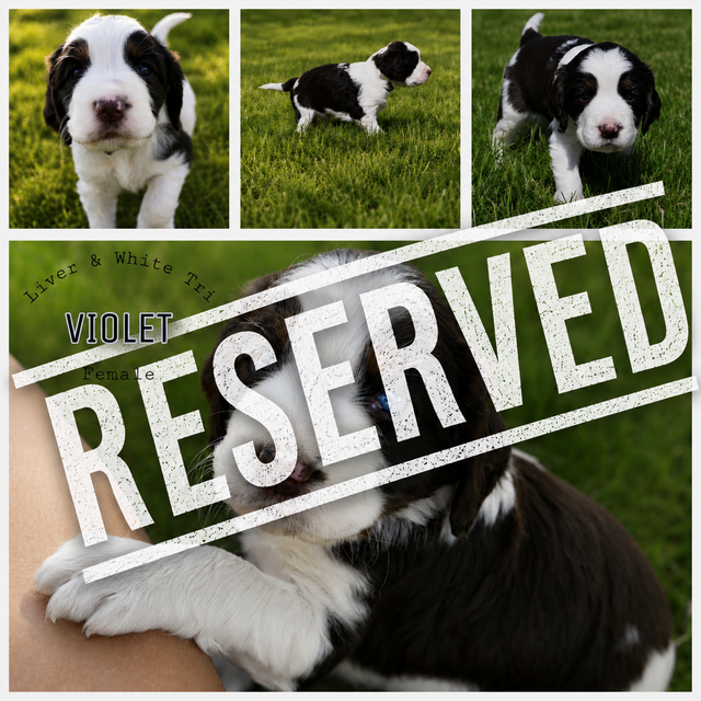 Purebred CKC English Springer Spaniel Puppies in Dogs & Puppies for Rehoming in London - Image 6