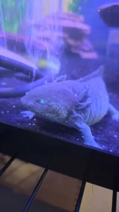 Adult. Female. Eats very well.