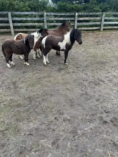 miniature AMHR colt for sale Born April 8/25 mom is 34 dad 32 i just had a birthday im 1 year old no...