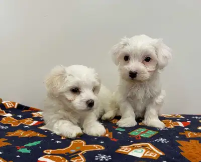 MALTESE PUPPIES, View more