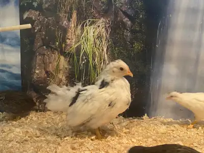 Serama Chicken very cute 65/- only, View more