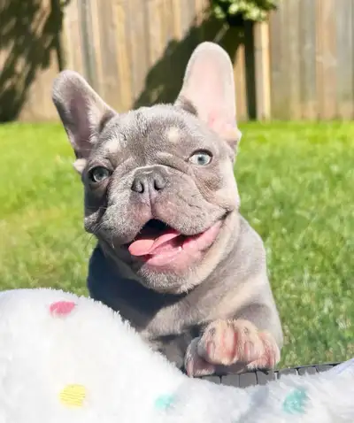 French Bulldog Puppies High Quality lilacs blue eyes 1 Left, View more