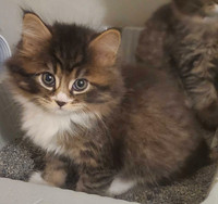 SIBERIAN cross kittens!