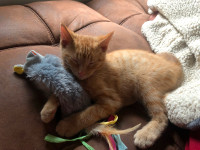 Kitten for rehoming 15 weeks old
