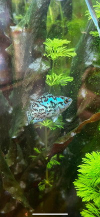 Electric Blue Jack Dempsey Aquarium Fish