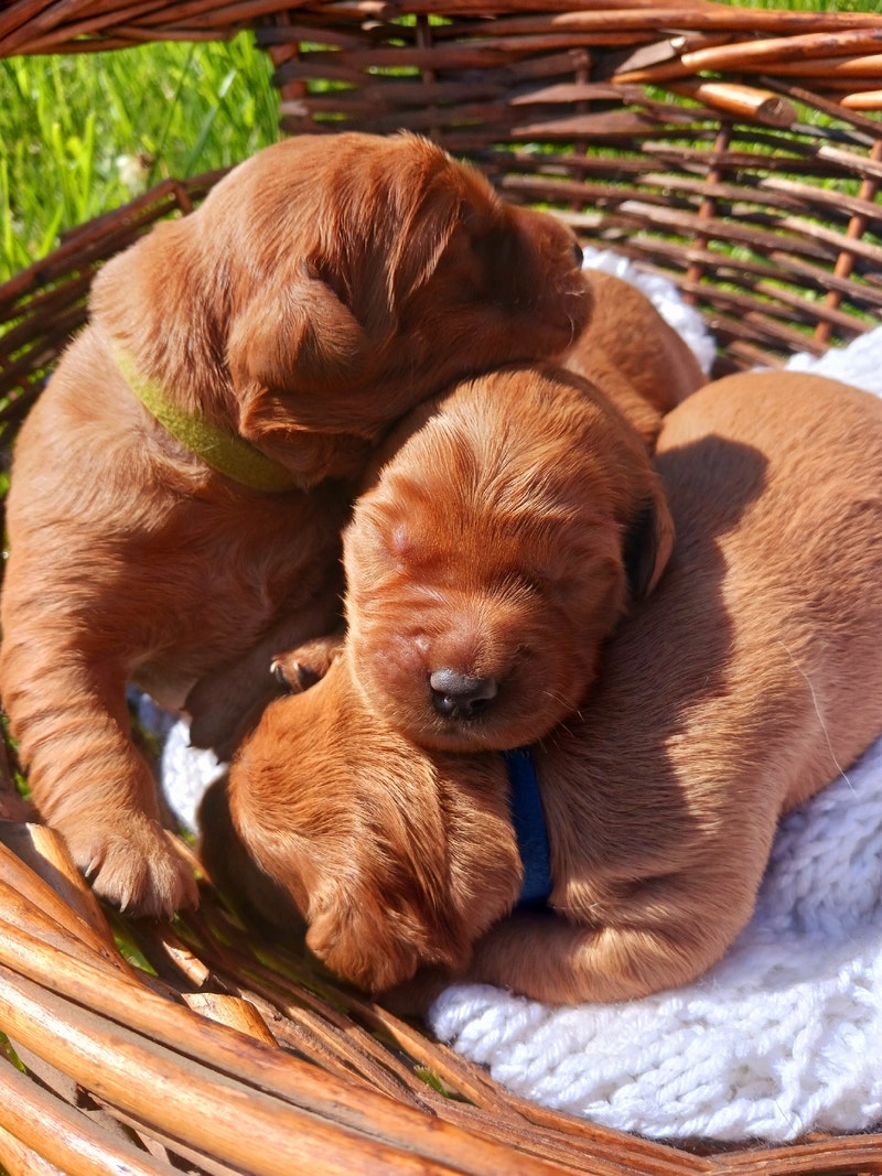 Embark tested Golden Retriever Puppies Dogs & Puppies for Rehoming