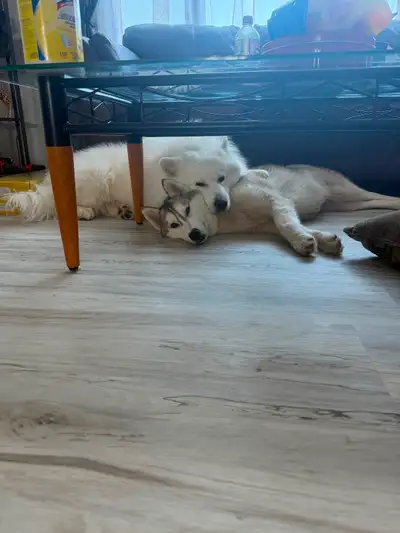ONLY 1 AVAILABLE The mom is a purebred Siberian husky the dad is a purebred Samoyed. These puppies a...